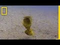 Fish-Fight