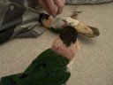 Oliver and Gus wrestle (again)
