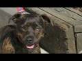 Tiger (Sraffordshire Bull Terrier Rescue)