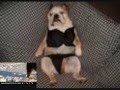 videos de FUNNY DOGS