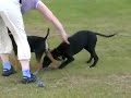 ben and max at the park dog puppy lurcher