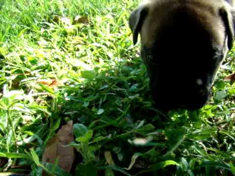 Brave Edgar Explores the World