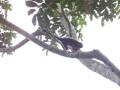 videos de mono selva tambopata www.caobalodge.com
