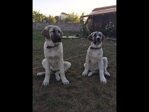 kangal