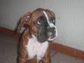 boxer durmiendo
