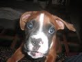 boxer durmiendo