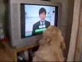 ジャパネット大好き犬