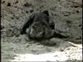 WILDLIFE DRUNKS WILDLIFE DRUNKS