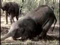 WILDLIFE DRUNKS