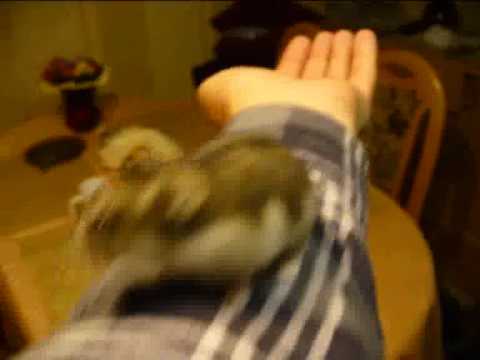 chomik dżungarski dżungarski