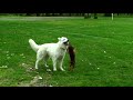 Balto, Jolie + Luna