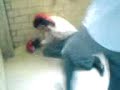 pelea del siglo ajajajajaj