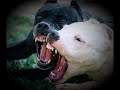 Pit Bull Lady Nala