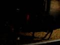 videos de Dan bienvenida a la Navidad en Bosques.