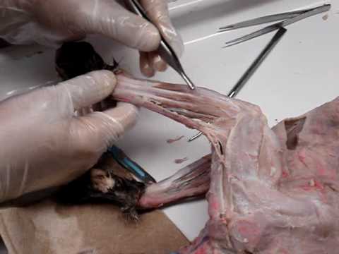 Cat Dissection: Forarm and Brachium