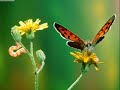 ambito kinitoh- el efecto mariposa ambito kinitoh- el efecto mariposa