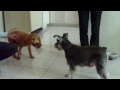 Wing Wing meet Bella 2/2