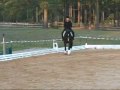 Black Imported Hanoverian Dressage Gelding