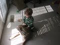 Danger: Toddler attacks pitbull
