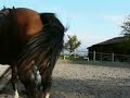Arbeit an der Hand - Schulterherein Trab Arbeit an der Hand - Schulterherein Trab