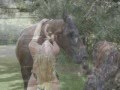 My horse Magic