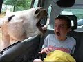 Ultimate battle - Animal vs Human - ?? Ultimate battle - Animal vs Human - ??