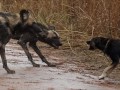 Wild dogs vs domestic dog Chichibu dog