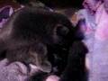 MARS giving birth to her kitten.