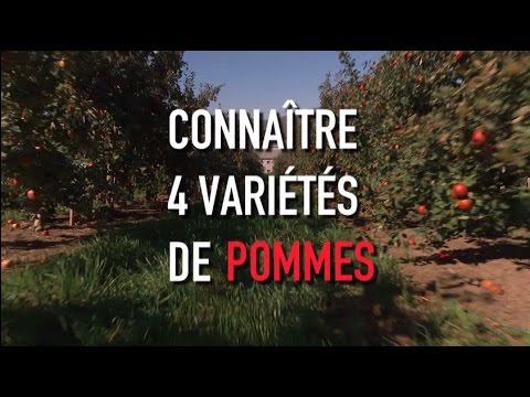 4 variétés de pommes