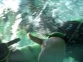 videos de mergulho rio da prata - nascentes