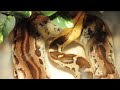 New Borneo Short tail Python