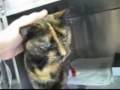 videos de Autumn the tortoiseshell cat (ADOPTED)