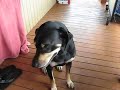 Milo Eating Hot Dogs