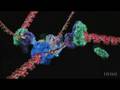 videos de DNA_replication molecular level