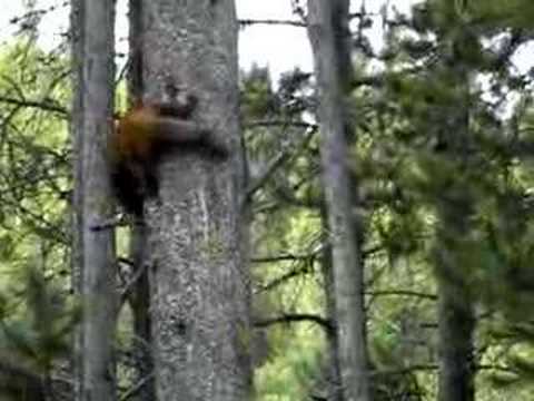 Pine Marten pt. 1