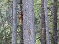 Pine Marten pt. 1