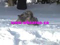 Wheaten Race Canadian Style!