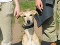 Casio ex-f1: Galgo runs over Water - 300 fps slow motion