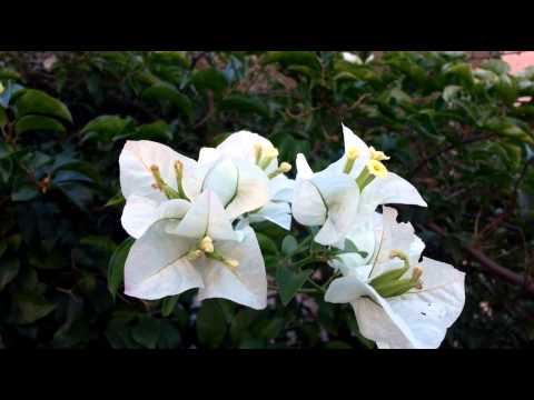 how to transplant pungas