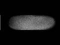 Mitotic divisions in Drosophila mutant embryo (BNT)
