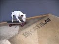 Extreme Skateboarding Dog