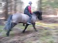 �ster�ngs Islandsh�star - hoppning
