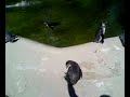 Im Schatten des Pinguin