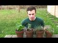 videos de tasty plants