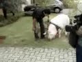 Meu porco de estimação é como um filho Meu porco de estimação é como um filho