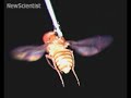 Driving simulator for fruit flies