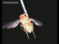 Driving simulator for fruit flies