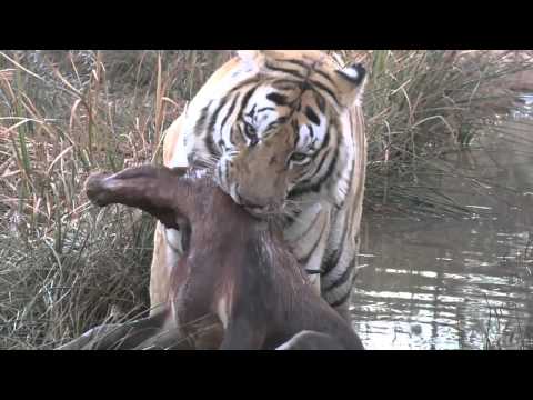 tiger