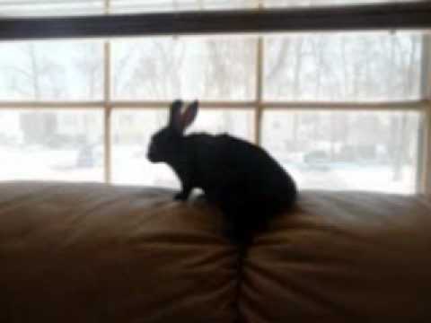 little rabbit