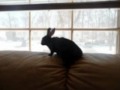 little rabbit